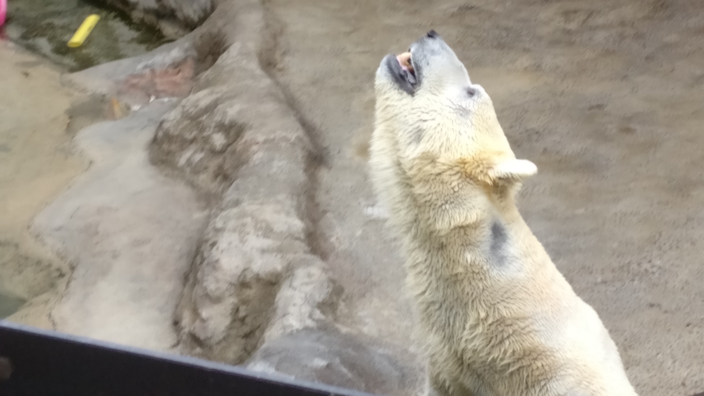 Polar bear at Asahikawa Zoo