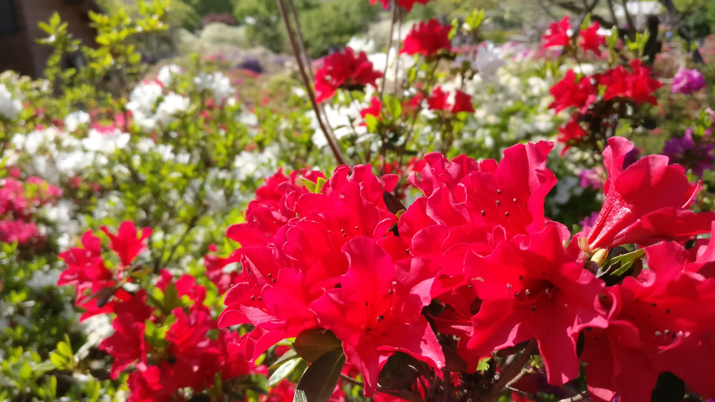 Red flowers