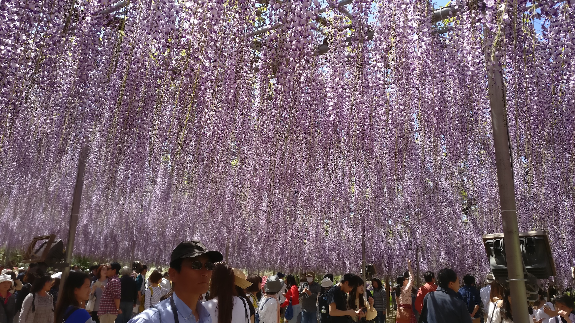 The wisteria at Ashikaga Flower Park