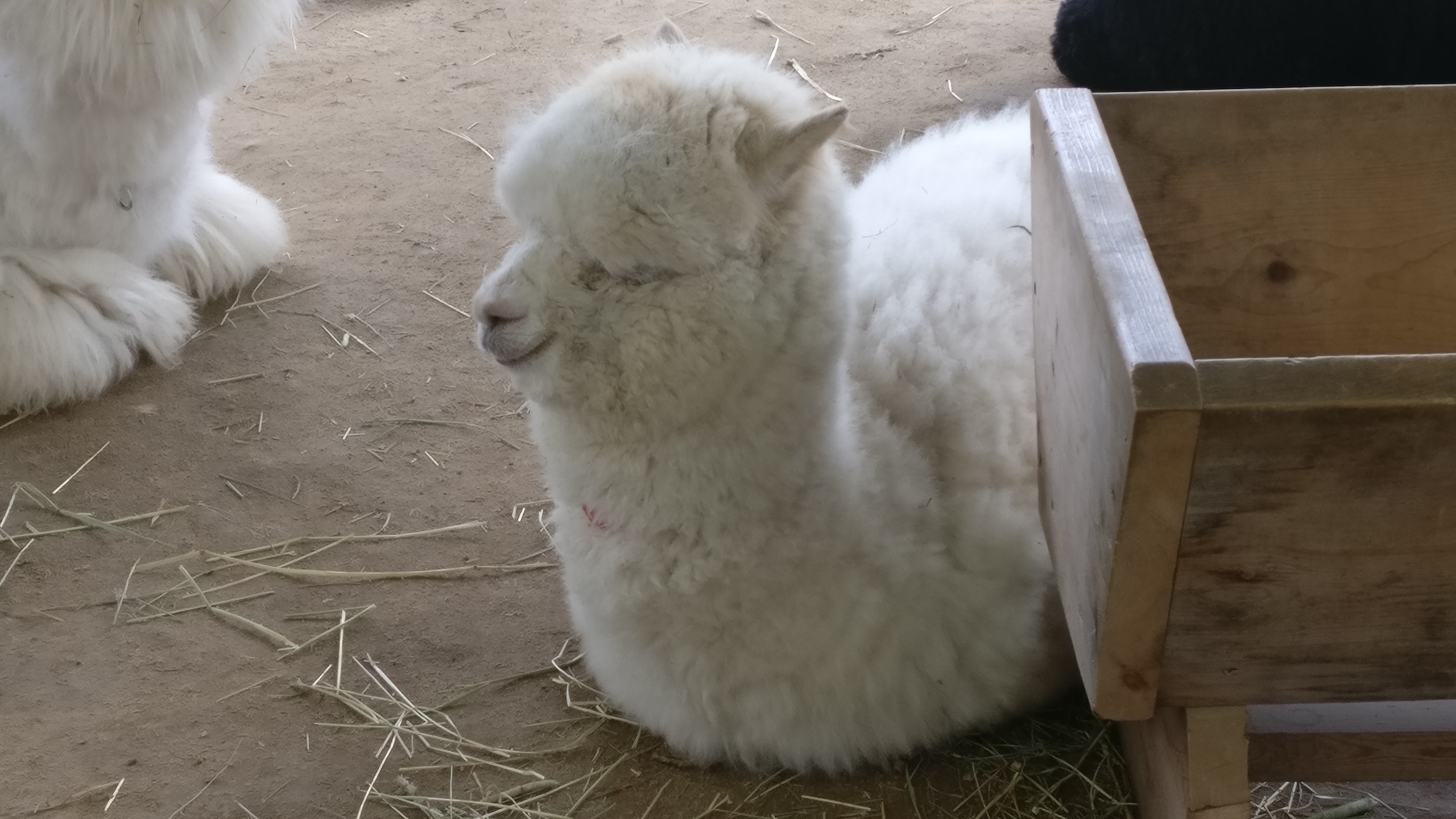 A baby alpaca sitting down on the floor, eyes closed